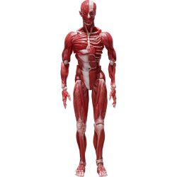 figma SP-142 Human Anatomical Model